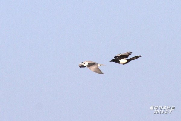 미등록(미기록) Black-winged Kite